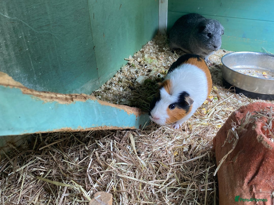 Guinea Pig rodents for sale: 2 Male Guinea Pigs + large hutch and accessories  - Image 3