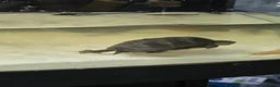 Other/Mixed Breed fish for sale: Fluvel fish tank complete set up  - Advert 13