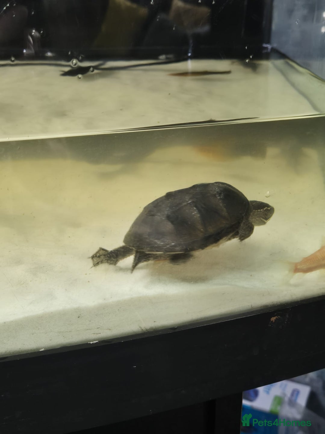 Other/Mixed Breed fish for sale: Fluvel fish tank complete set up  - Advert 13