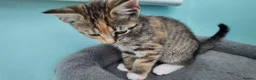 Mixed Breed cats for sale: 🐱 3 Beautiful Friendly Tabby Kittens in Milton Keynes - Advert 23