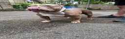 American Bully dogs for sale: American Bully Female ABKC in London - Advert 2