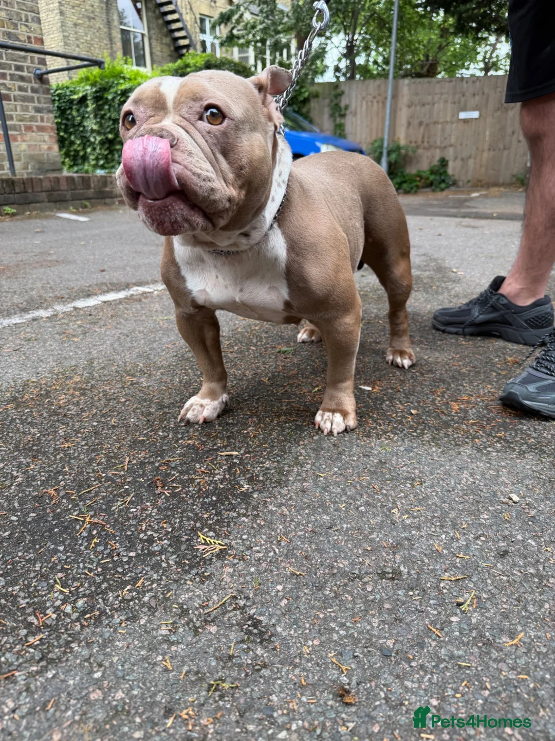 American Bully dogs for sale: American Bully Female ABKC in London - Advert 2