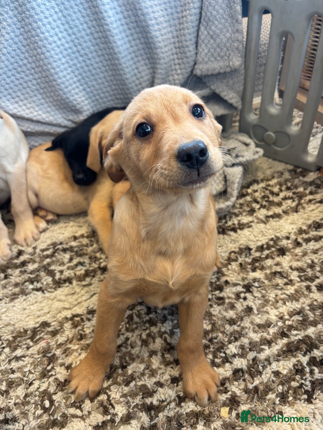 Labrador Retriever dogs for sale: Mixed Litter of Labrador Retriever Puppies - Advert 17