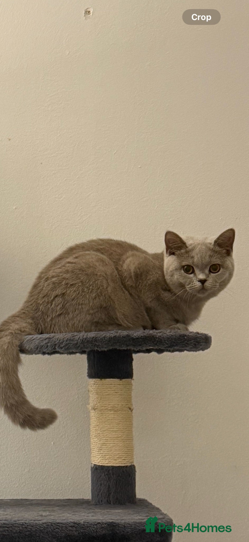 British Shorthair cats 🌟 GCCF Registered British Shorthair Female  - Advert 2