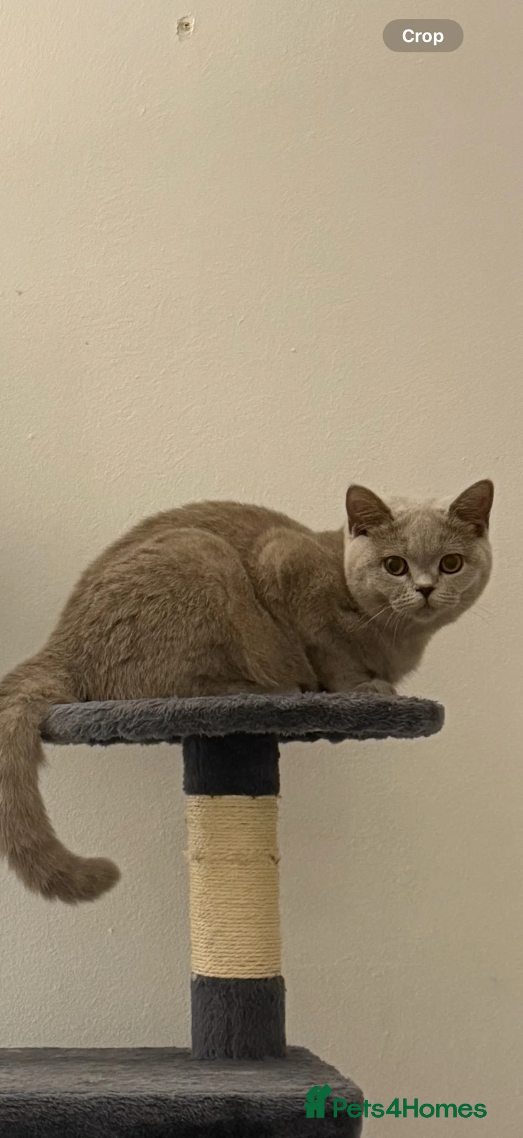 British Shorthair cats for sale: 🌟 GCCF Registered British Shorthair Female  - Advert 1