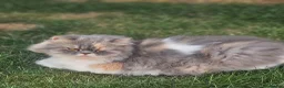 Persian cats for sale: 2 year old Persian female  in Crawley - Advert 2