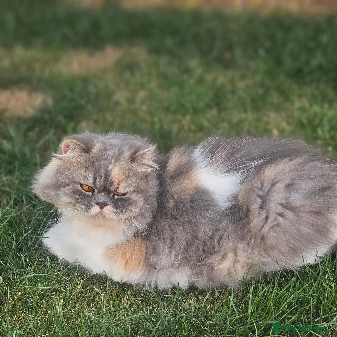 Persian cats for sale: 2 year old Persian female  in Crawley - Advert 2