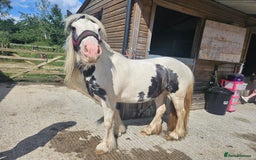 Irish Cob horses for sale: 13.3hh  coloured mare cob  - Image 4