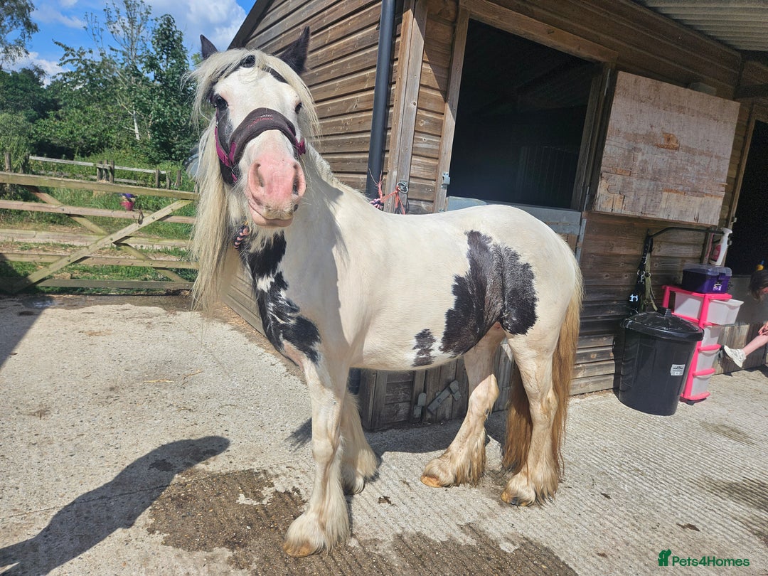 Irish Cob horses for sale: 13.3hh  coloured mare cob  - Image 4