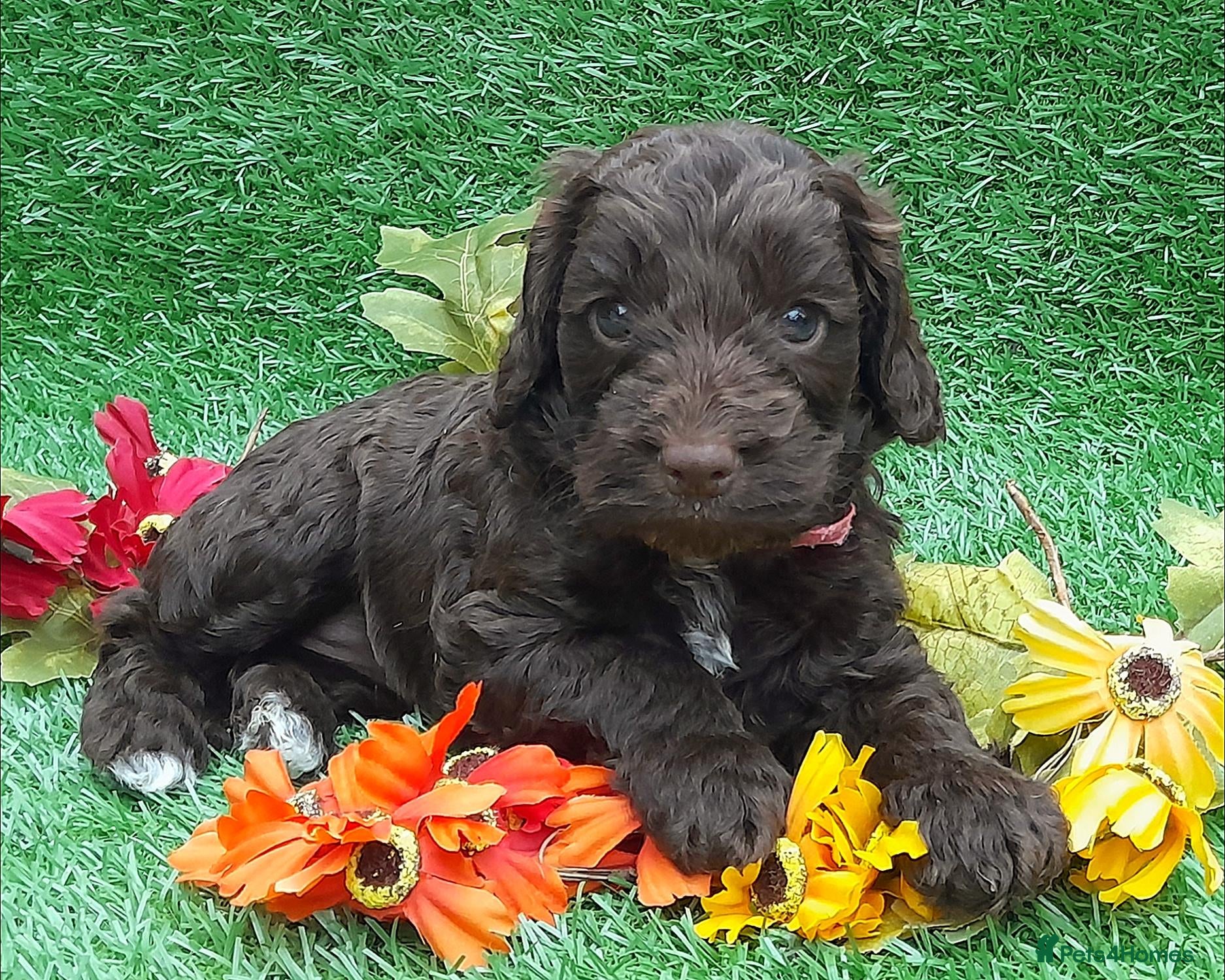 Cockapoo dogs Beautiful litter of F1 Cockapoo's - Advert 1