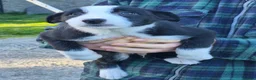 Mixed Breed dogs for sale: Border x Beardie Collies - Advert 2