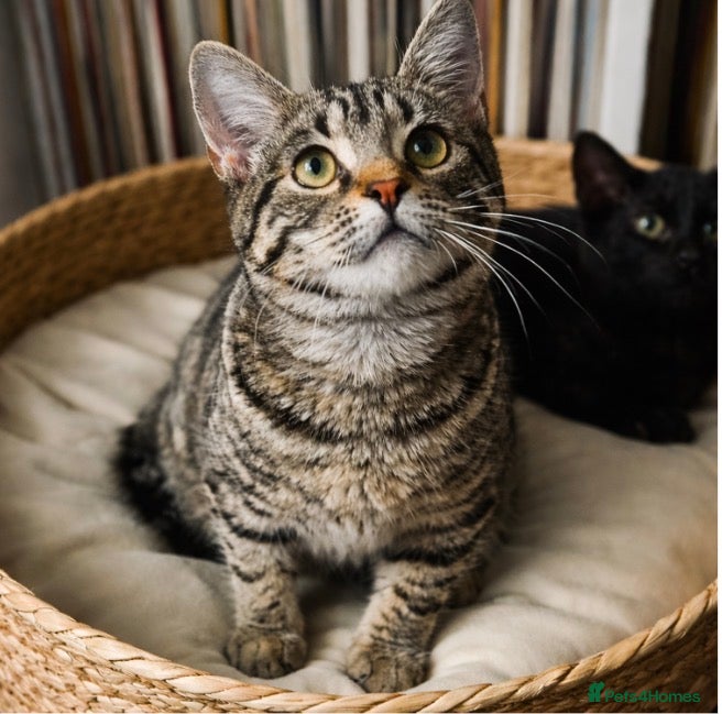 Mixed Breed cats Rescue cats and kittens 🧡 - Advert 1