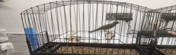 Canaries birds for sale: Canaries for sale  - Advert 5