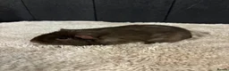 Guinea Pig rodents for sale: Female guinea pigs - Advert 6