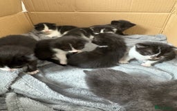 Turkish Van cats for sale: Black and white kittens last boy left  - Image 15