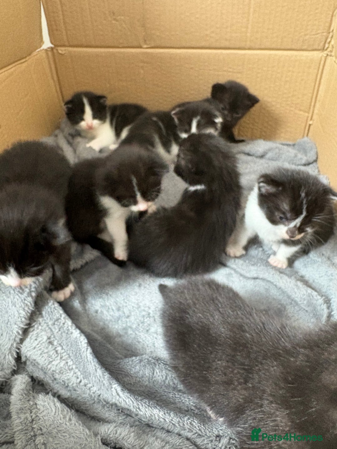 Turkish Van cats for sale: Black and white kittens last boy left  - Image 15