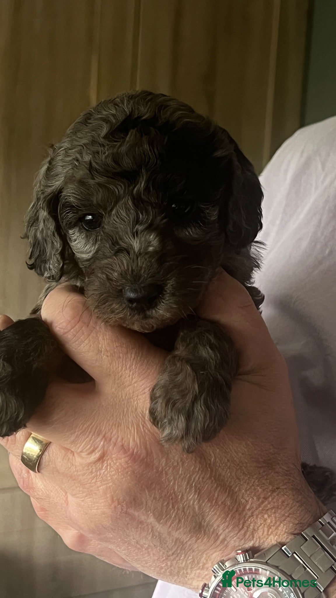Cockapoo dogs Beautiful Minature F2B Cockapoos - Advert 14