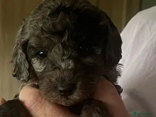 Cockapoo dogs Beautiful Minature F2B Cockapoos - Advert 14