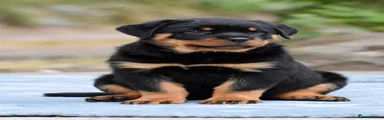 Purple collar Female
