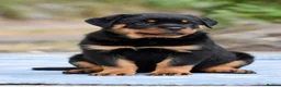 Rottweiler dogs for sale: Rottweiler Puppies – Stunning Old School Type in Whitchurch - Advert 5