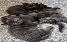 British Shorthair cats for sale: Black british shorthair mix - Image 1