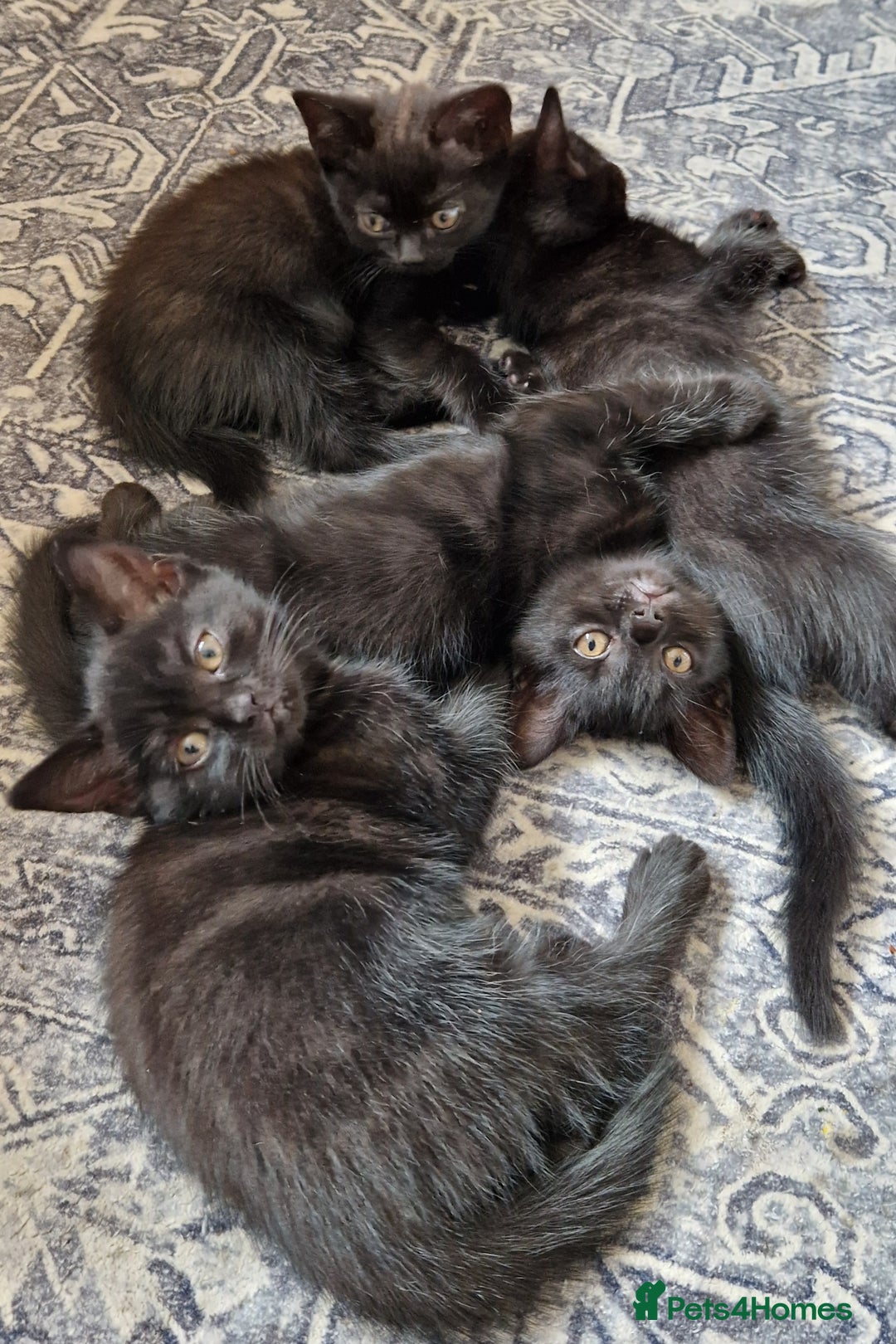 British Shorthair cats for sale: Black british shorthair mix - Image 1