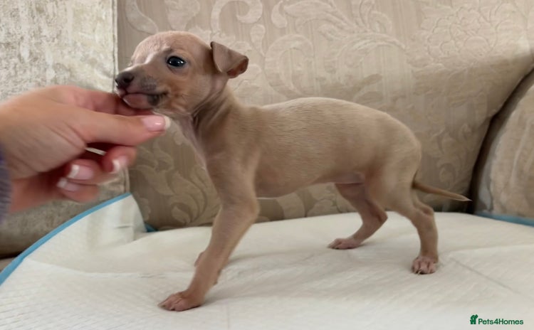 Italian Greyhound dogs - Advert 1