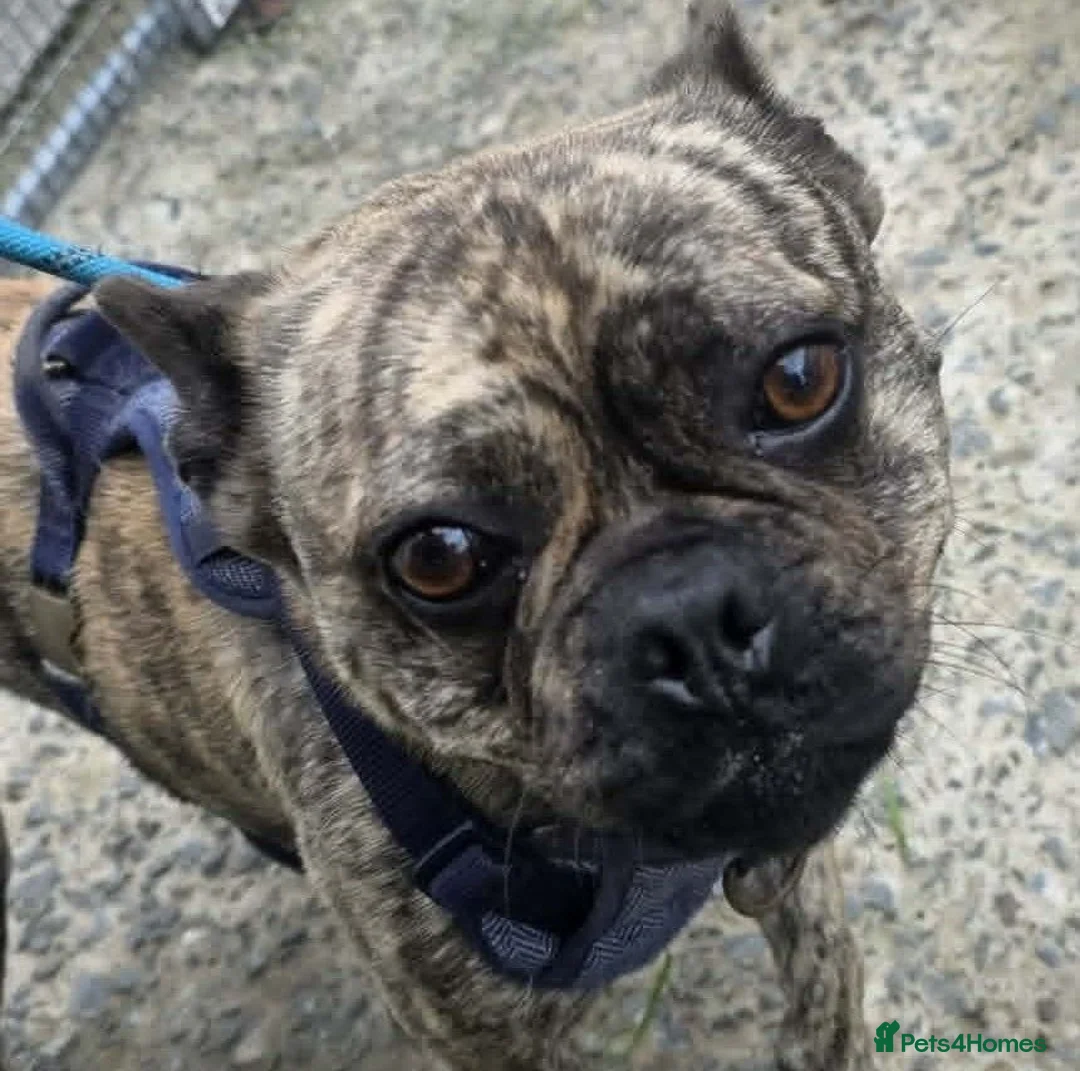 Mixed Breed dogs for adoption: BUDDY 3yr old Pug x French Bulldog - Advert 3