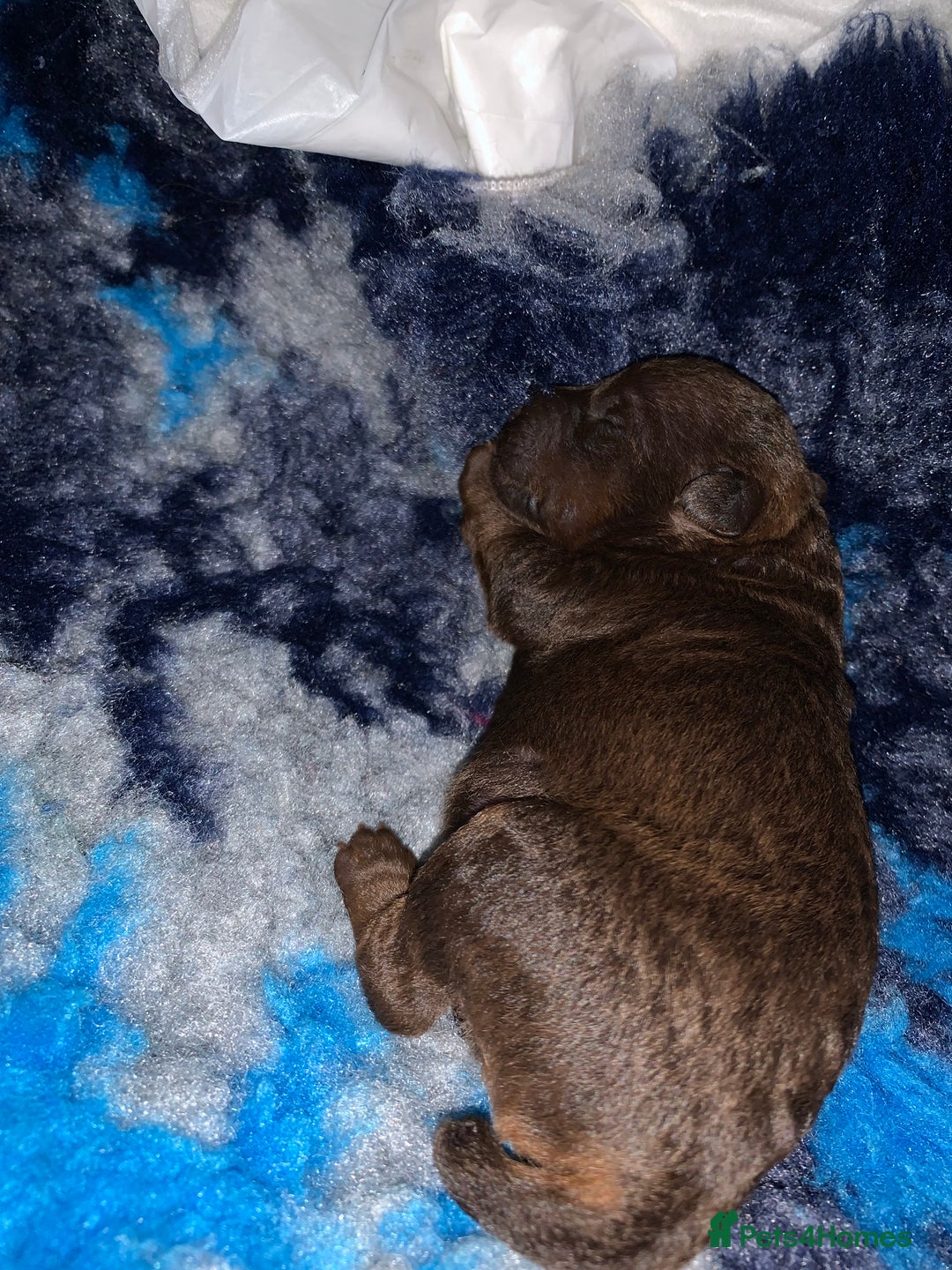 Patterdale Terrier dogs for sale: chocolate patterdale terriers  - Image 16