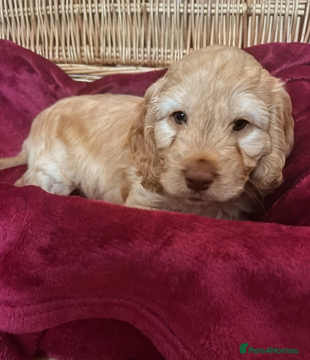 Cockapoo dogs for sale: Cockapoo puppies (F2) for sale - Advert 2