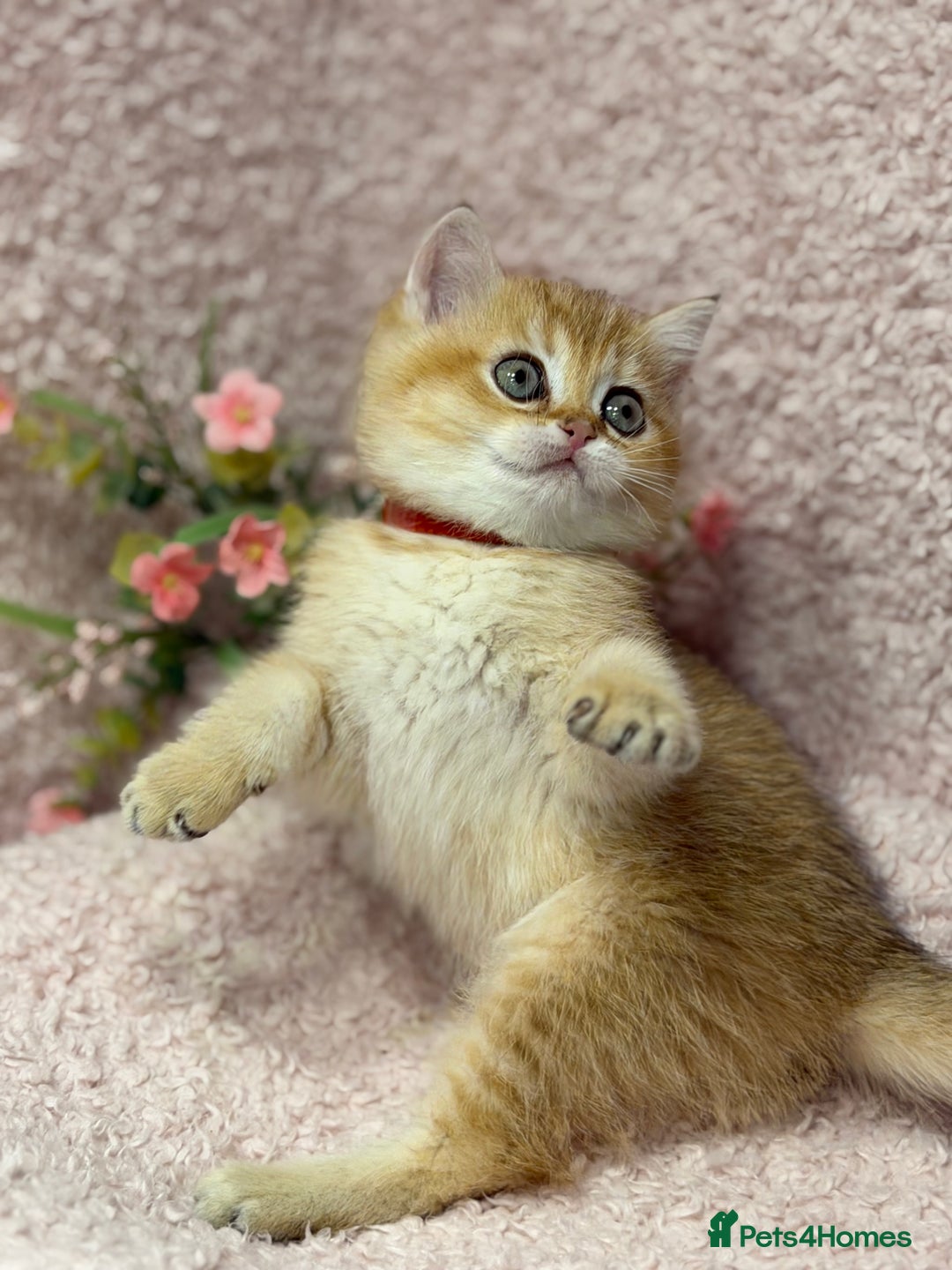 British Shorthair cats for sale: British shh golden, silver  GCCF kittens  - Advert 1