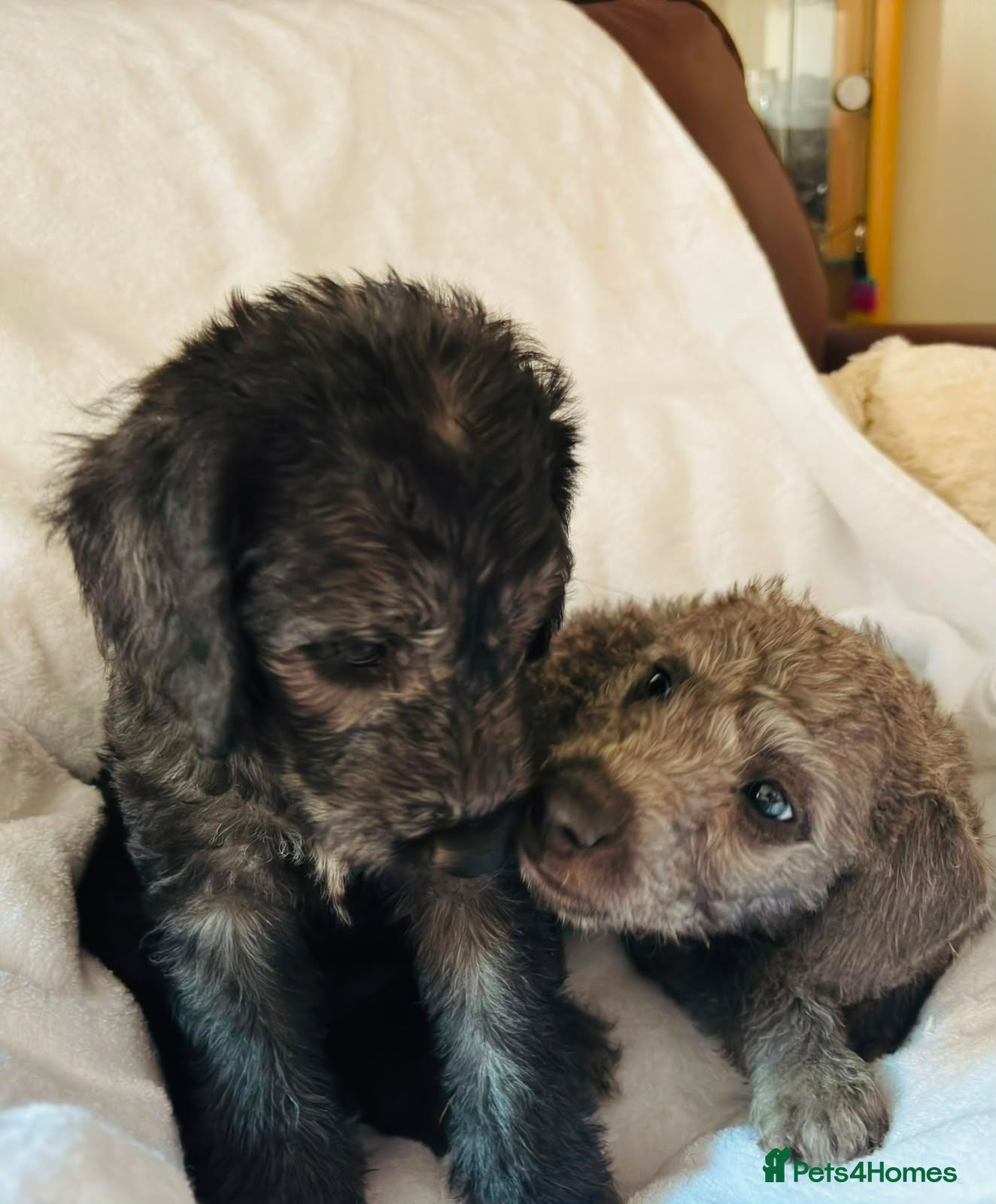 Mixed Breed dogs Bedlington puppies  - Advert 10