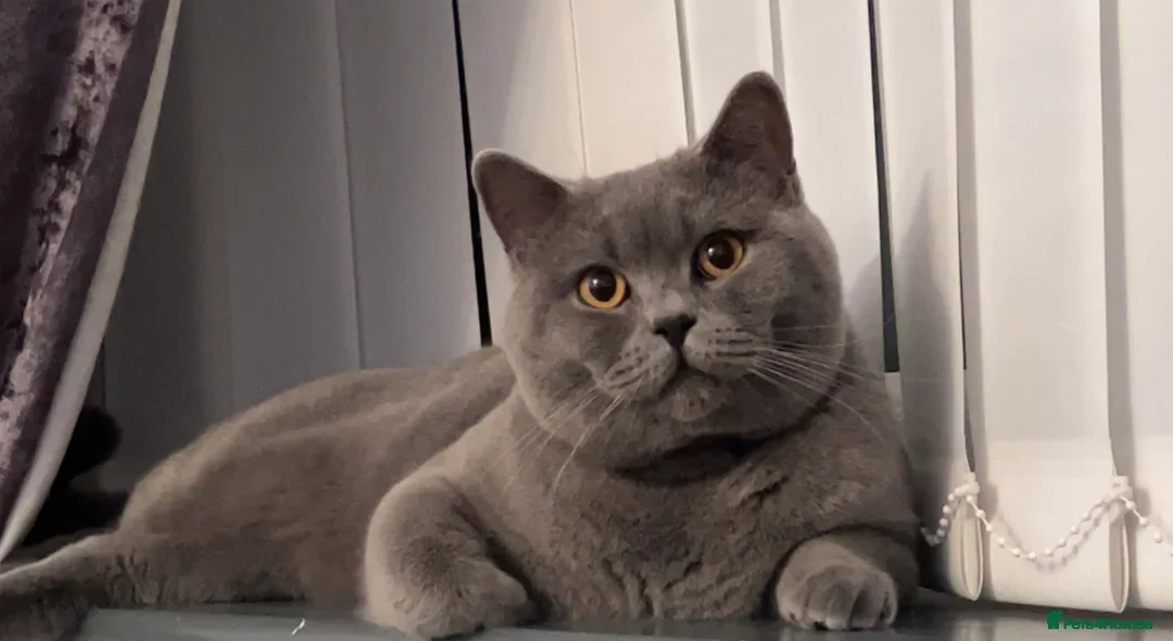 British Shorthair cats for sale: British Shorthair kittens Lilac & Blue  - Image 4