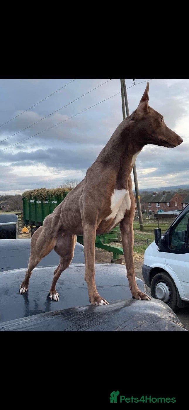 Lurcher dogs Bull grey kelpie collie saluki whippet  - Advert 21