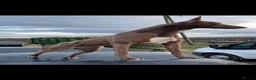 Lurcher dogs for sale: Bull grey kelpie collie saluki whippet  - Advert 1