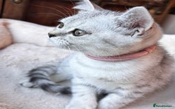 British Shorthair cats for sale: ✨LAST KITTEN LEFT✨OPEN TO OFFERS FOR RIGHT HOME✨ - Image 33
