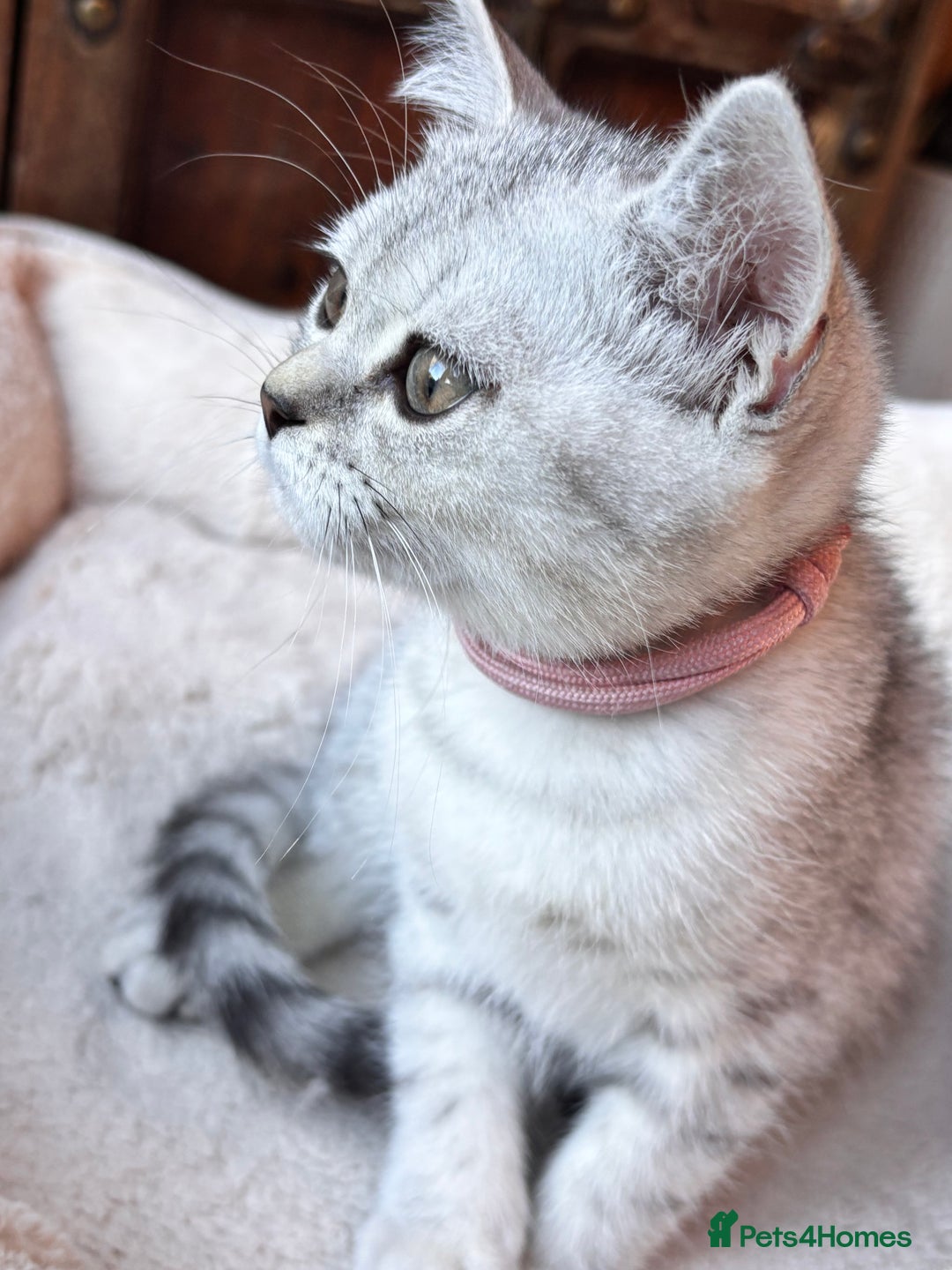 British Shorthair cats for sale: ✨LAST KITTEN LEFT✨OPEN TO OFFERS FOR RIGHT HOME✨ - Image 33