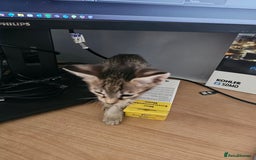 Savannah cats for sale: F4 Savannah Kittens 3x Brown Spotted 2x Melanistic - Image 3