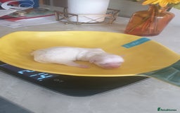 Bichon Frise dogs for sale: Bishon poppy's available  - Image 19