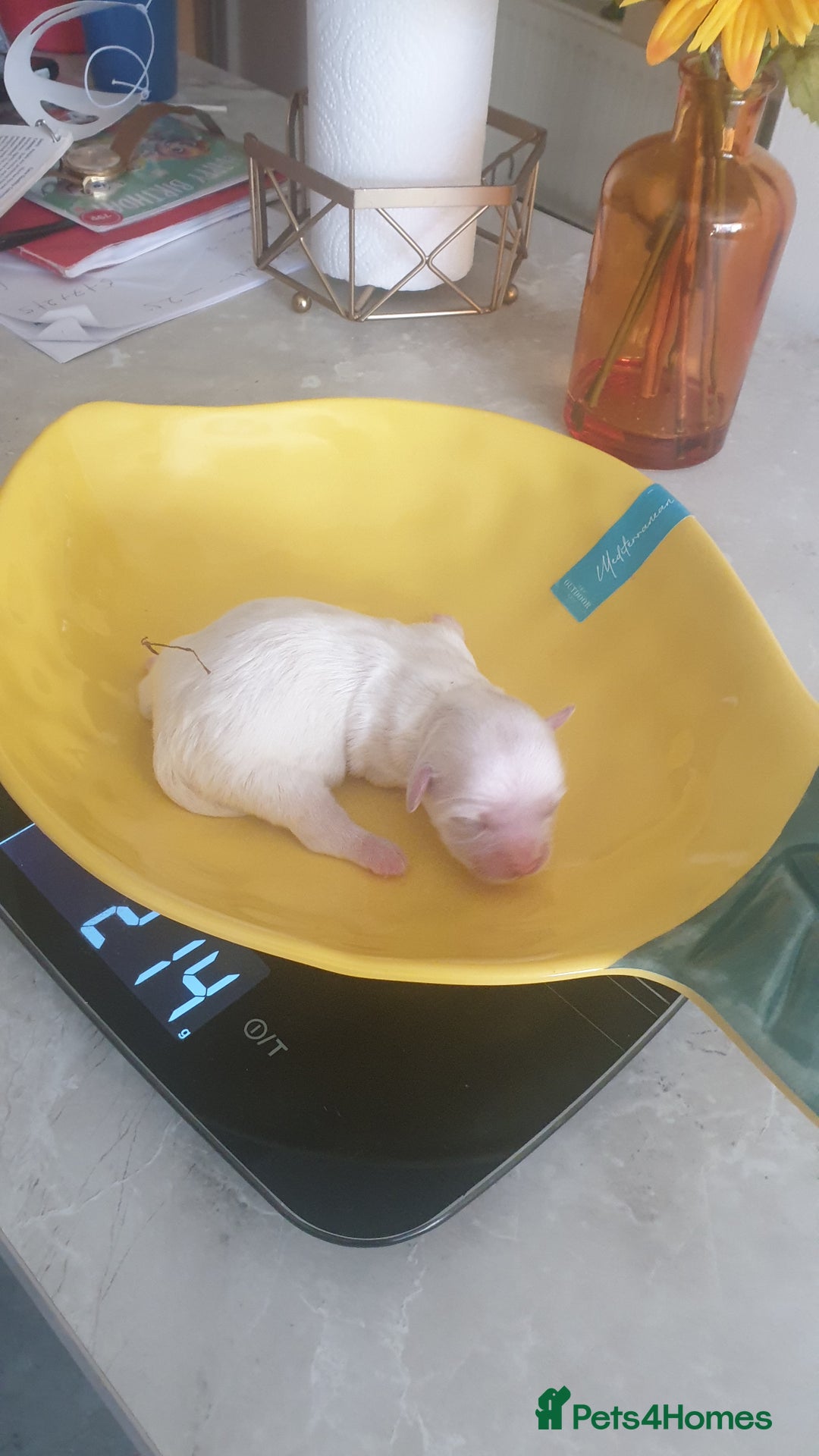 Bichon Frise dogs for sale: Bishon poppy's available  - Image 19