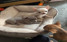 Chihuahua dogs for sale: KC Smooth coat tiny Chihuahua puppies - Image 6