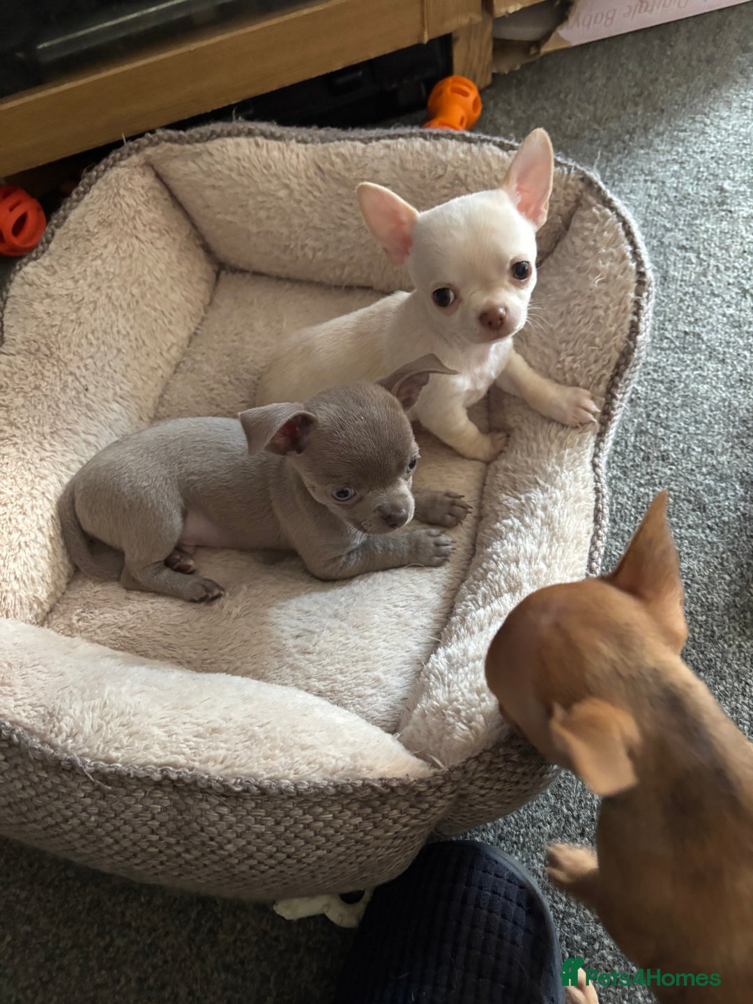 Chihuahua dogs for sale: KC Smooth coat tiny Chihuahua puppies - Image 6