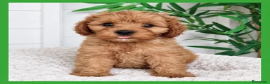 Cavapoo 2