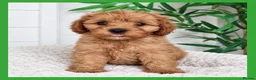 Cavapoo dogs for sale: Gorgeous cavapoo puppies from DNA tested parents - Advert 9