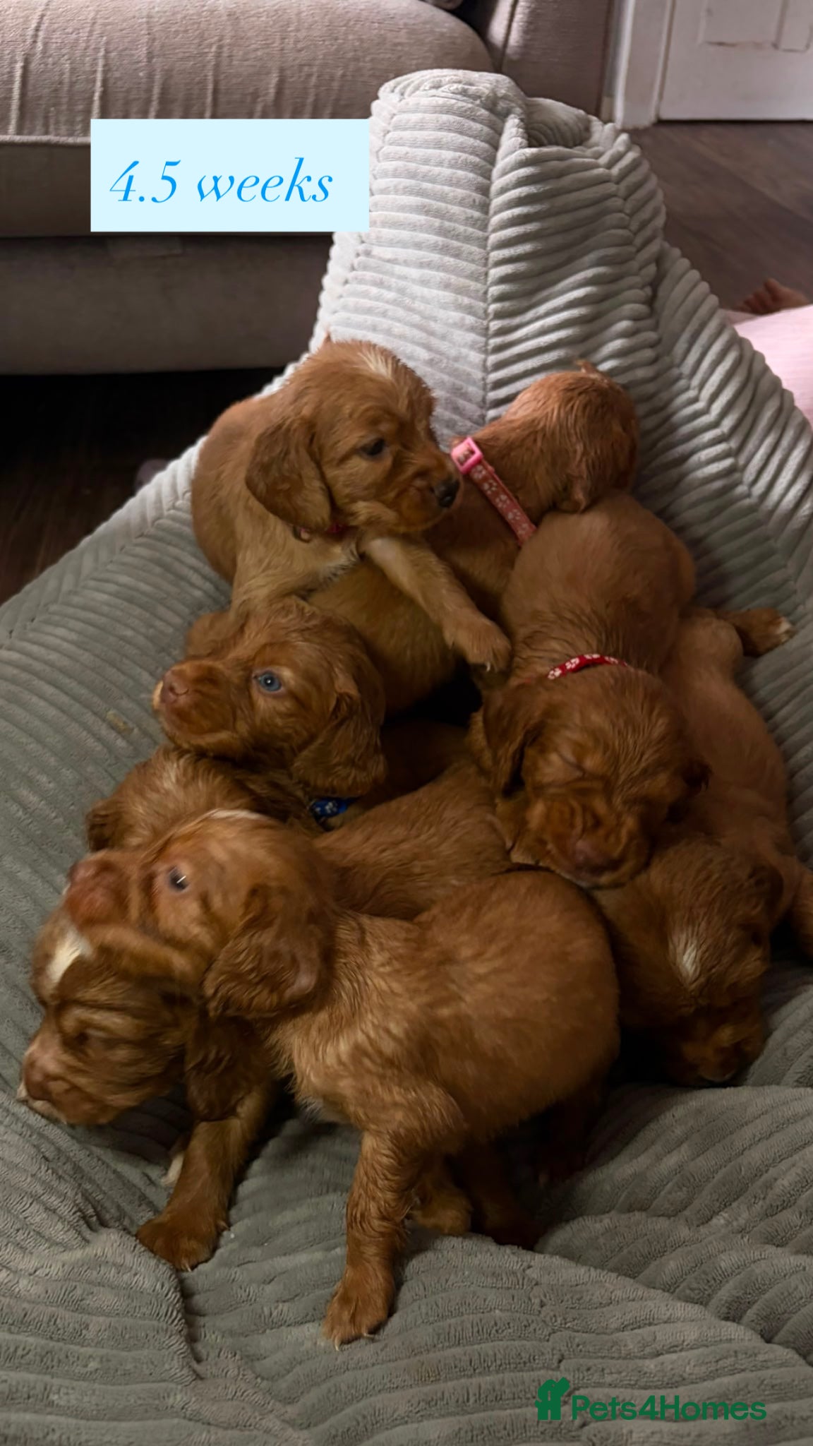 Cocker Spaniel dogs Beautiful top class red cockers  - Advert 1