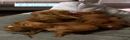 Cocker Spaniel dogs for sale: top class red cockers ready to leave now  - Advert 22