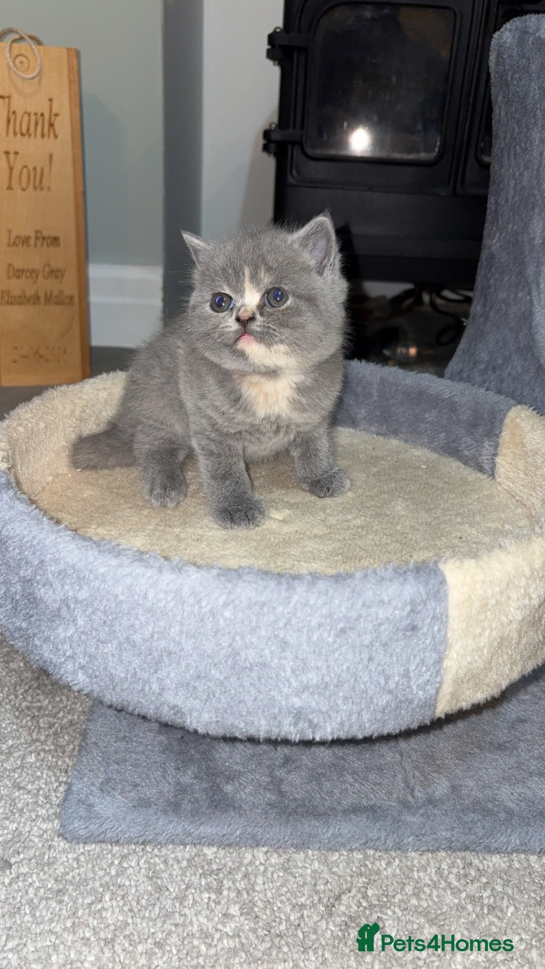 British Shorthair cats for sale: BSH kittens for sale from pedigree parents - Advert 22