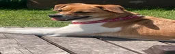 Mixed Breed dogs for sale: Mixed Breed Puppies  - Advert 13