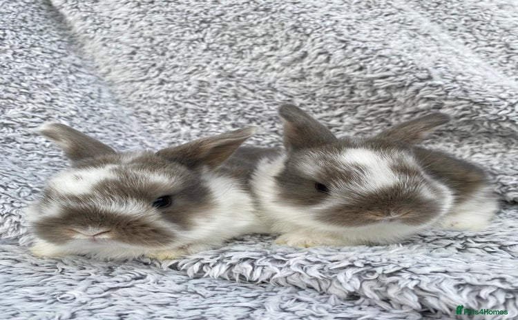 Mini Lop rabbits - Advert 16