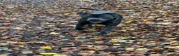 Staffordshire Bull Terrier dogs for stud: Kenbloom Mcintosh  - Advert 10